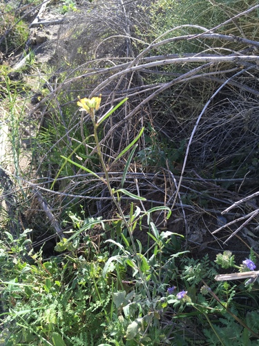 Indian hedgemustard (Sisymbrium orientale)