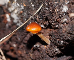 Conocybe filaris