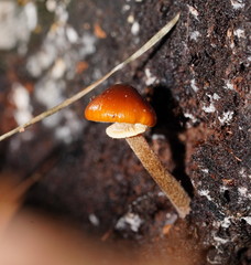 Conocybe filaris