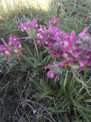 Pedicularis dasystachys