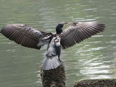 Phalacrocorax carbo hanedae