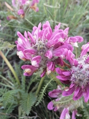 Pedicularis dasystachys