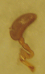 Tolidopalpus nitidocoma