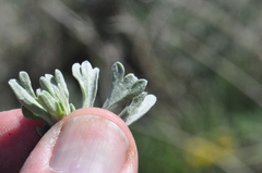 Artemisia rigida