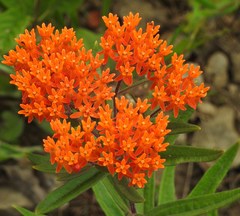 Asclepias tuberosa interior