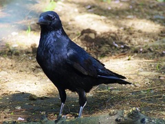 Corvus corone