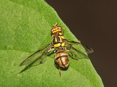 Zeugodacus tau