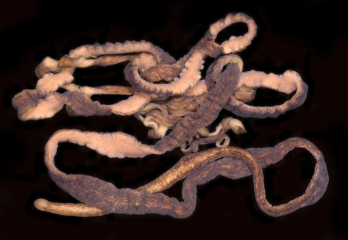Emplectonema buergeri