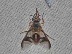 Chrysops dispar
