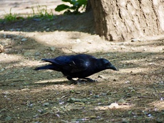 Corvus corone