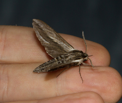 Sphinx vanbuskirki