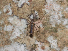 Toxorhynchites splendens