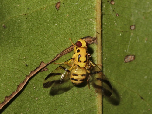 Tritaeniopteron tetraspilotum, 2018-04-21