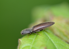 Athous haemorrhoidalis