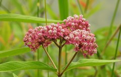 Asclepias incarnata incarnata
