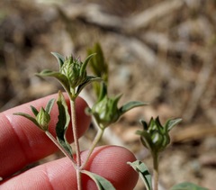 Monardella douglasii