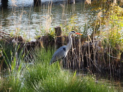 Ardea cinerea