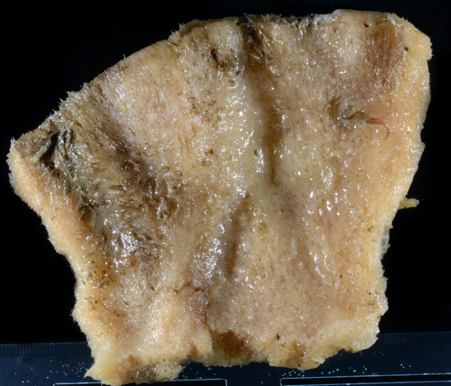 Poecillastra rickettsi