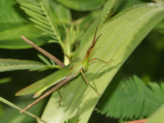 Acrida cinerea