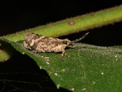 Clinophaestus robustus