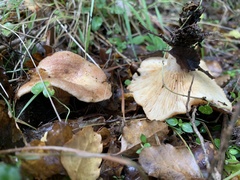 Lactarius tawai