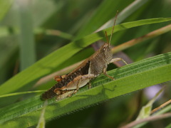 Diabolocatantops pinguis