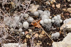 Escobaria sneedii leei