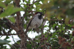Passer domesticus