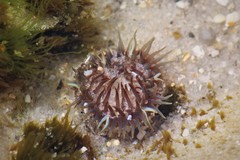 Bunodosoma cavernatum