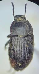 Blapstinus fortis