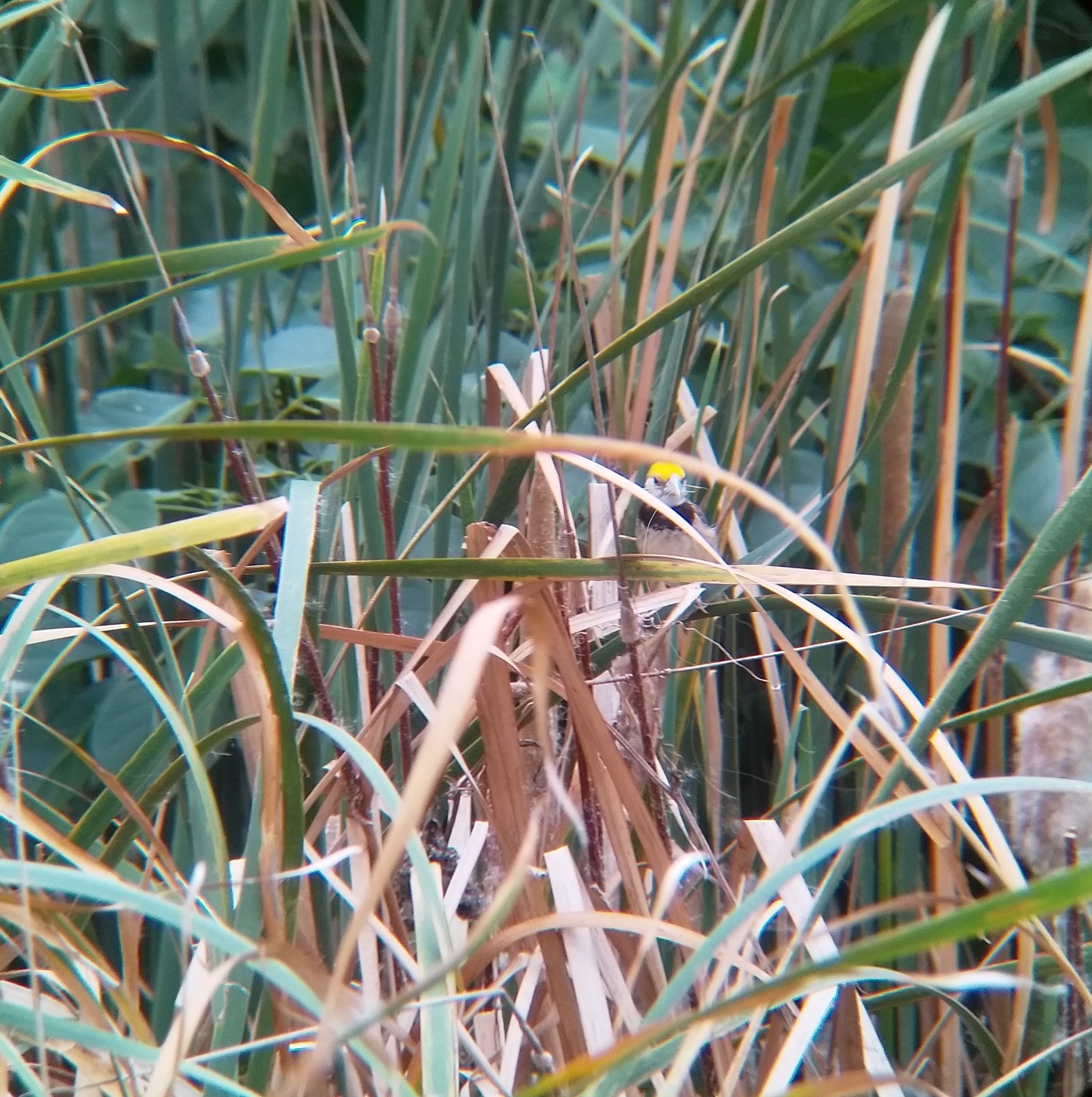 Black-breasted Weaver