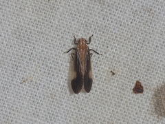 Catullioides rubrolineata