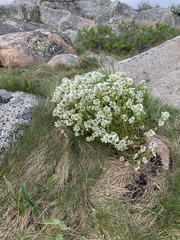 Cochlearia danica