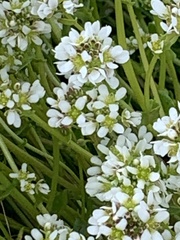 Cochlearia danica