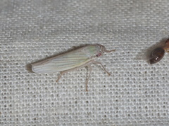 Cofana spectra