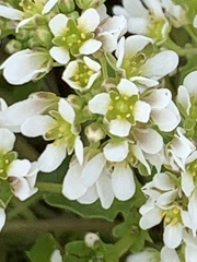 Cochlearia danica