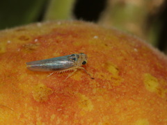 Empoascanara limbata
