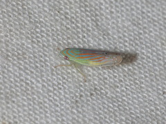 Linnavuoriella arcuata