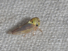 Idioscopus clypealis