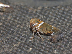 Idioscopus nitidulus