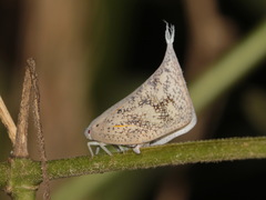 Lawana conspersa