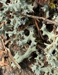 Cladonia caroliniana