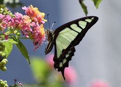 Graphium cloanthus