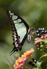 Graphium cloanthus