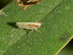 Scaphoideus coniceus