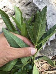 Angelica scabrida
