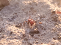 Veromessor chicoensis