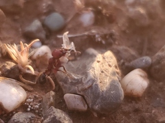 Veromessor chicoensis