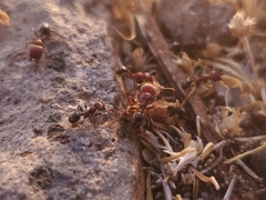 Veromessor chicoensis