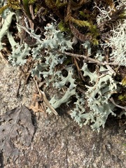 Cladonia caroliniana